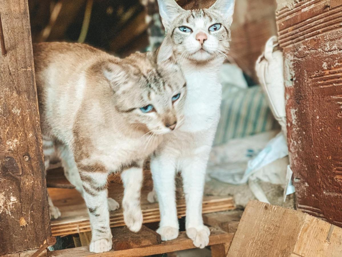 알카세르두살 Visit Pachamama Community 아파트 외부 사진